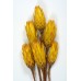 REPENS Yellow 12-